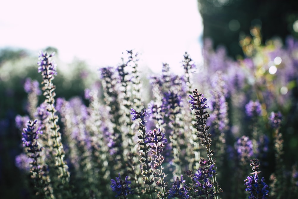 purple flower field during daytime