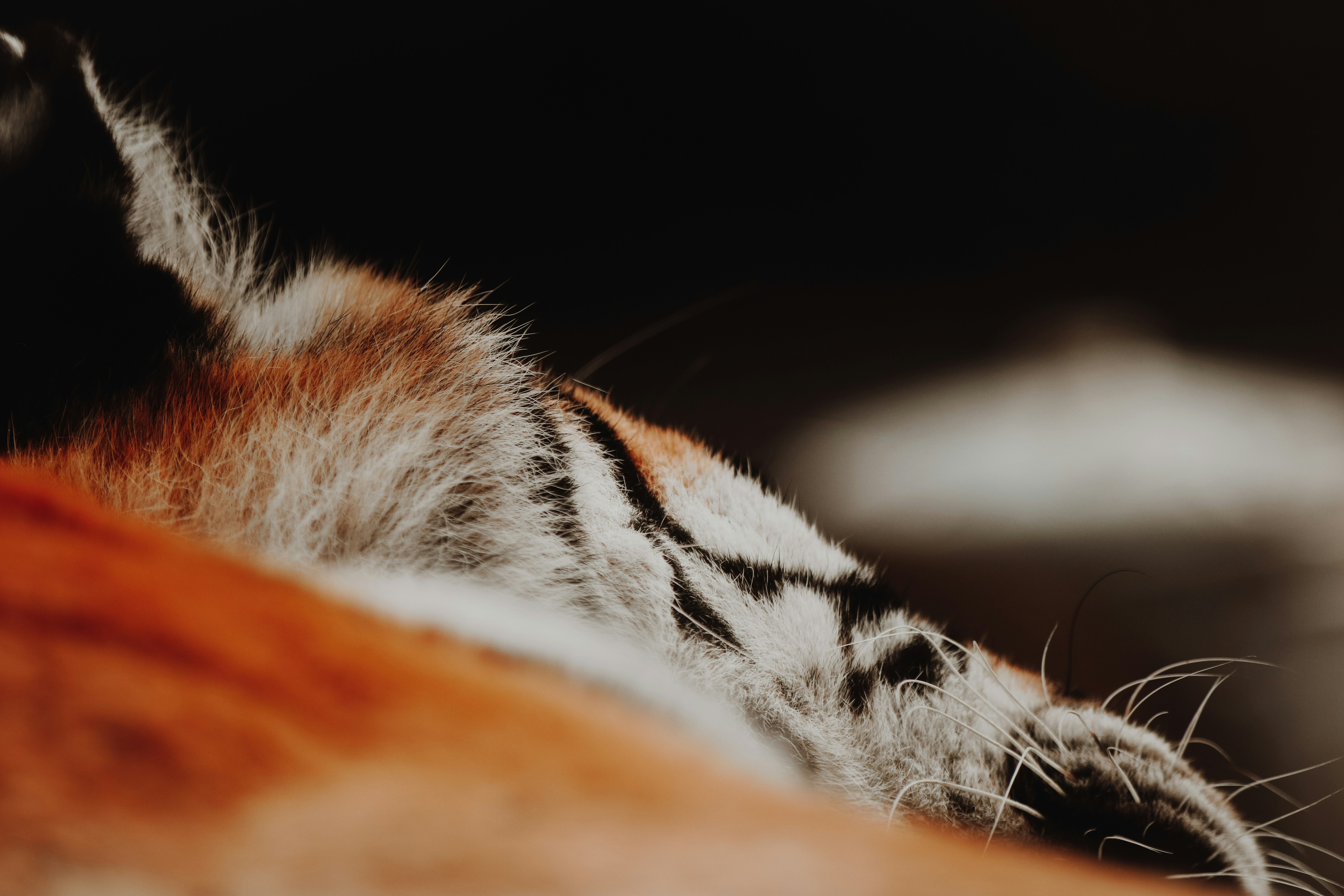 Photo by incedikitti