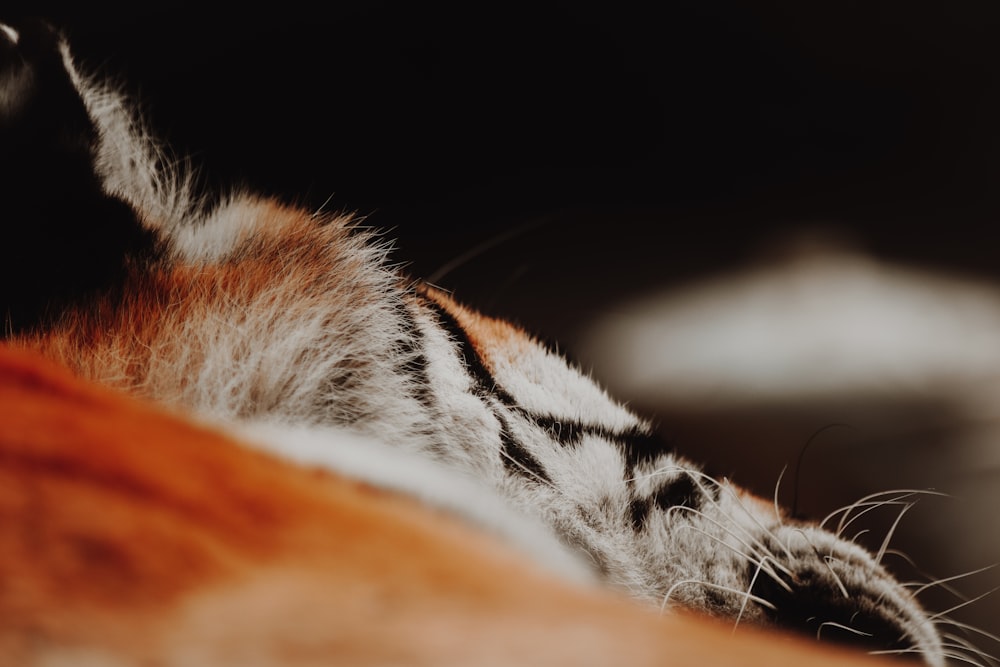 white black and brown tiger