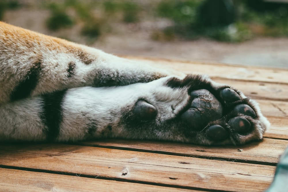 brown and black tiger lying on brown wooden floor