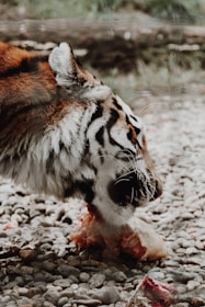 A tiger with striking black and orange fur is engaging in feeding. It is crouched on a bed of stones, intensely focused on its meal, which appears to be raw meat.