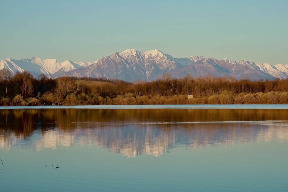 brown trees near lake and mountains during daytime