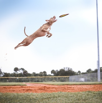 brown short coat large dog jumping on green grass field during daytime