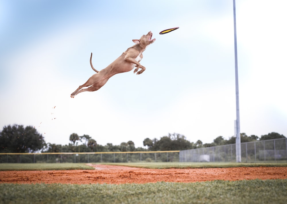 brown short coat large dog jumping on green grass field during daytime