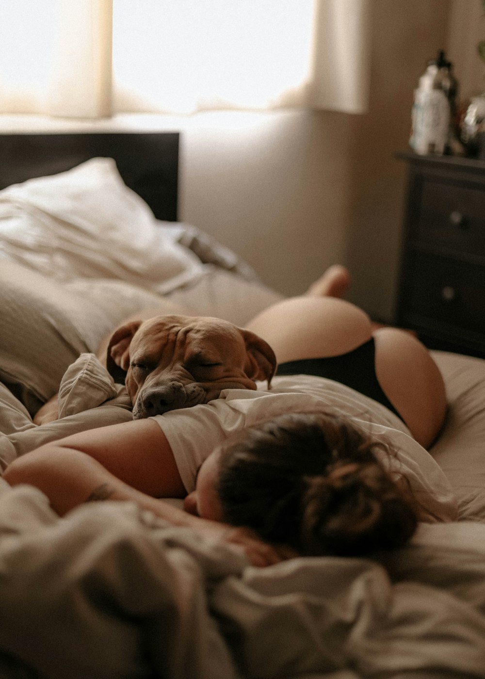 brown short coated dog lying on bed