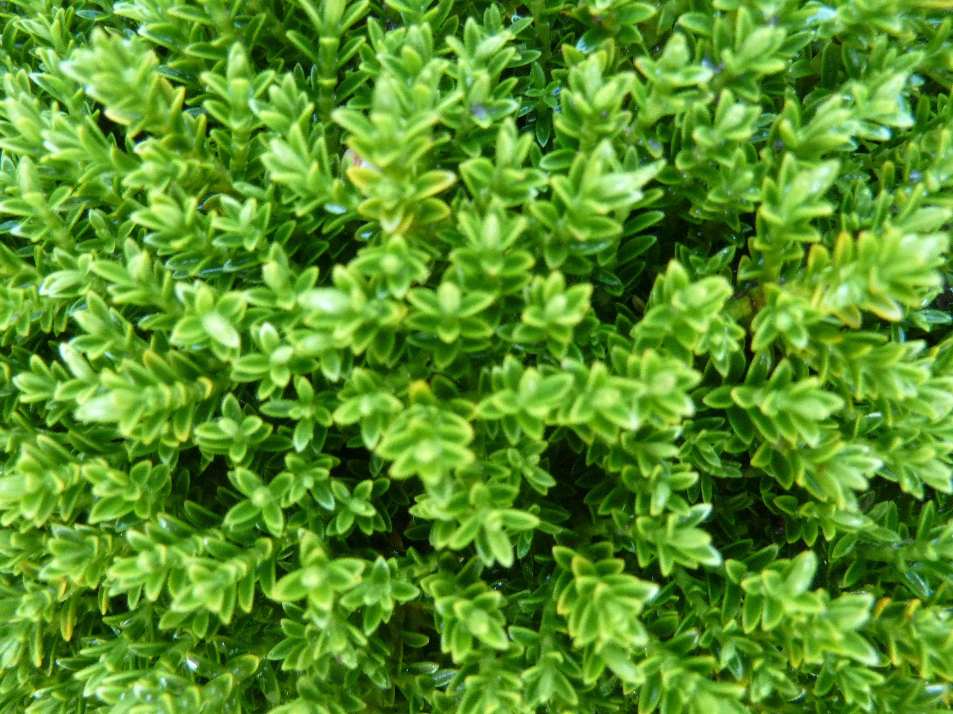 Photo by martine_hirth