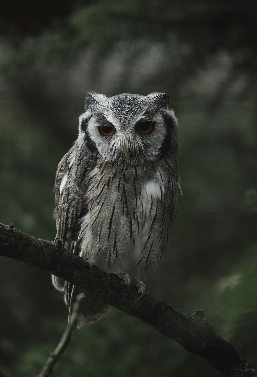 white and gray owl on brown tree branch