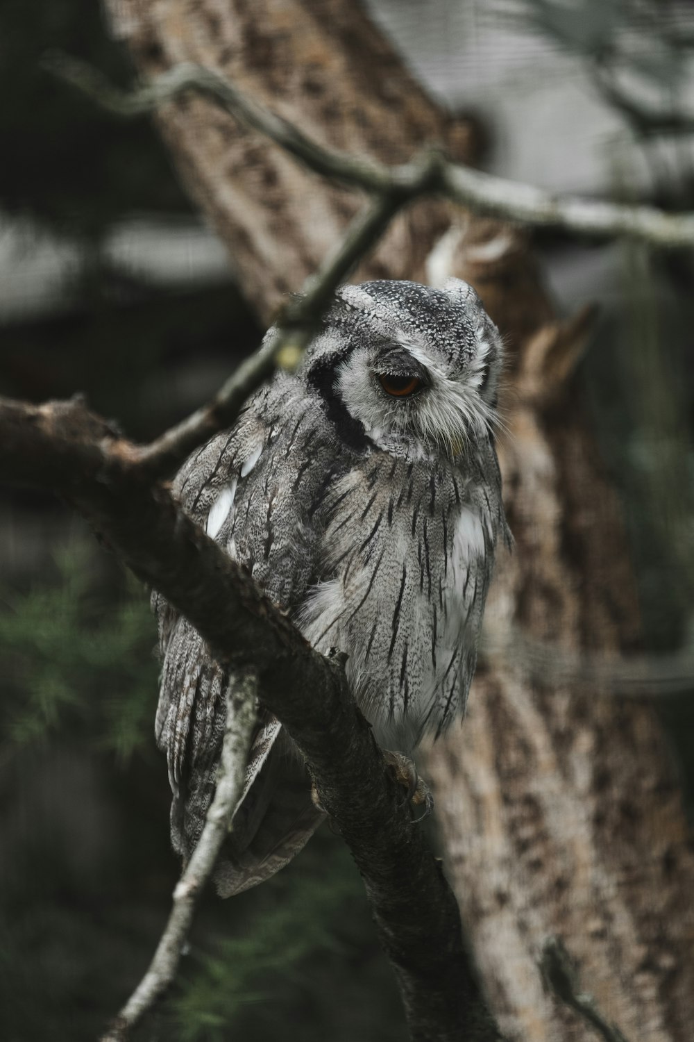 gray owl on brown tree branch during daytime