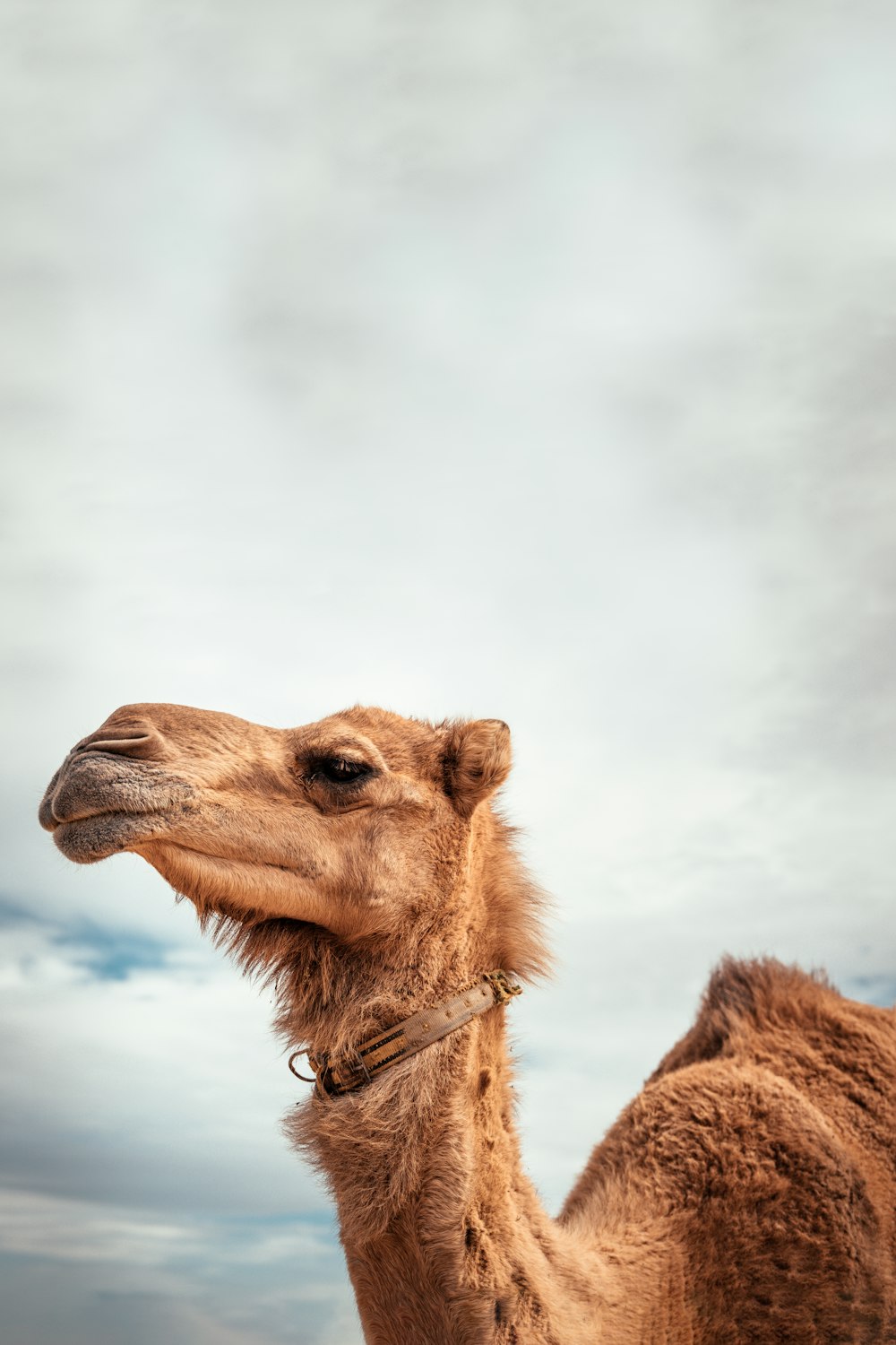 camello marrón bajo nubes blancas durante el día