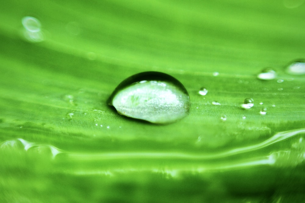 Wassertropfen auf grünes Blatt