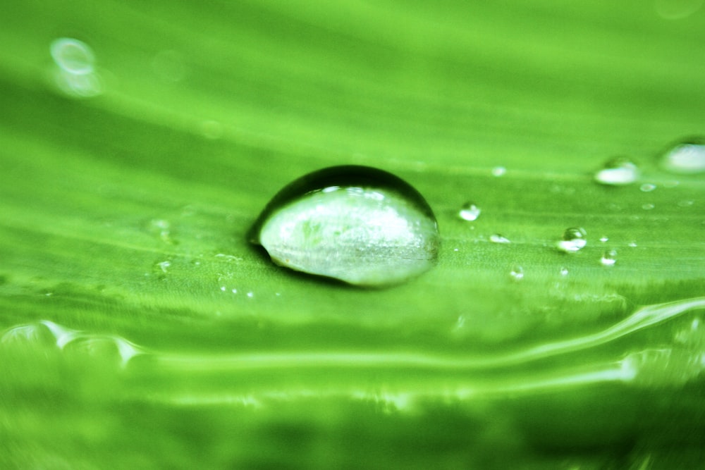 water drop on green leaf