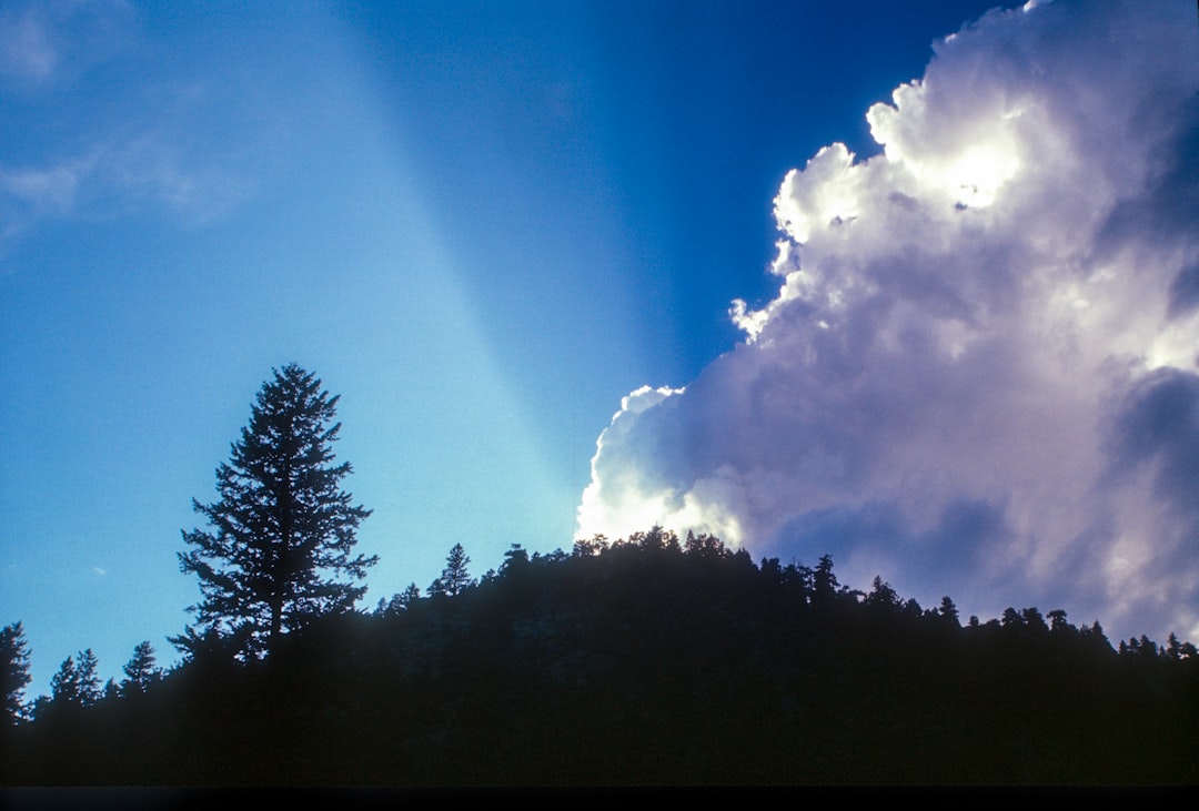 green trees under blue sky during daytime