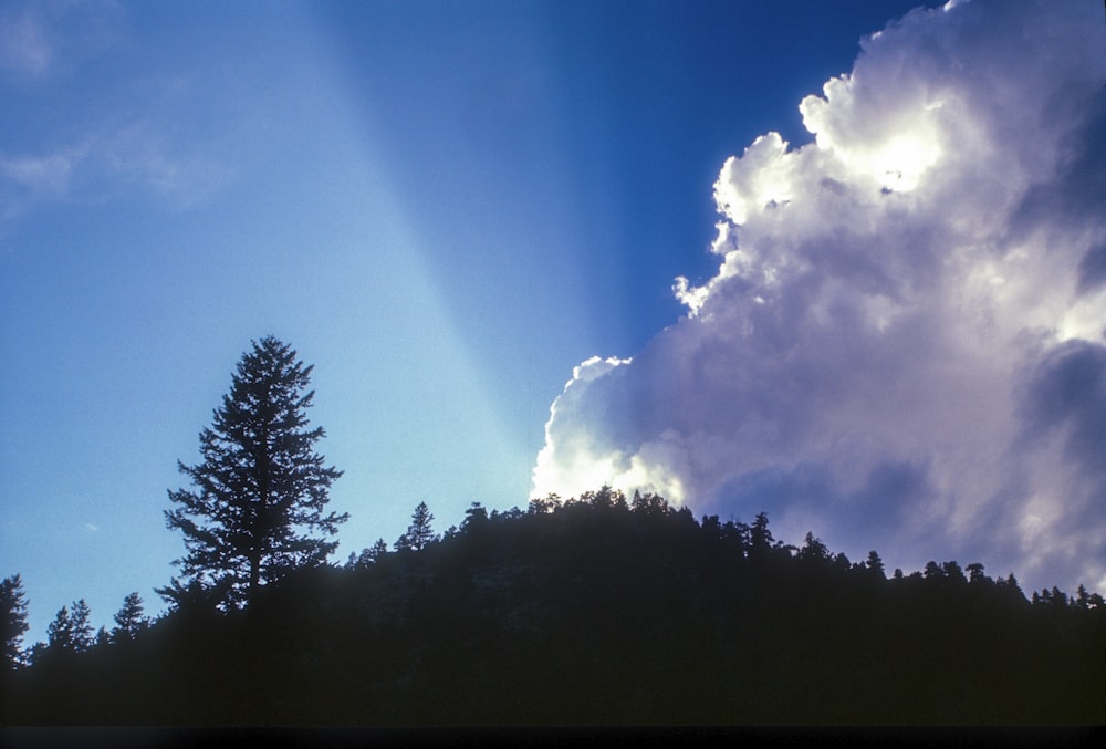 green trees under blue sky during daytime