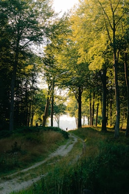green trees beside road during daytime