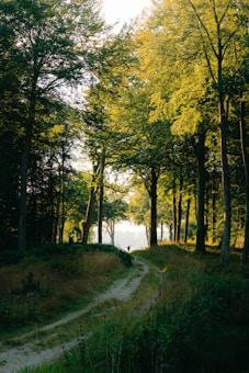 A serene forest scene with tall trees lining a narrow dirt path. Sunlight filters through the leaves, casting dappled shadows on the ground. The path leads into the distance where a lone figure is walking, creating a sense of solitude and tranquility.