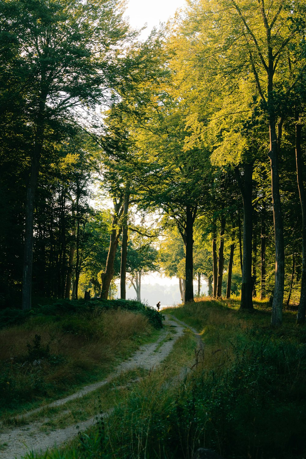 green trees beside road during daytime