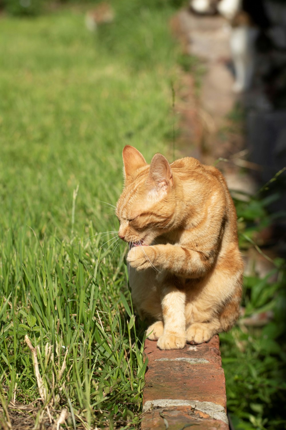 orange tabby cat on green grass field during daytime