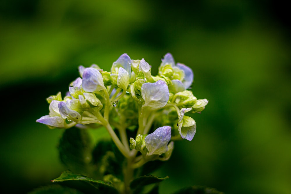 purple flower in tilt shift lens