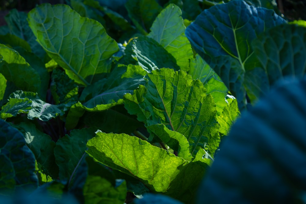 green leaves in close up photography