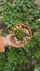 A person holding a small potted cactus in one hand. The cactus is planted in an orange pot with stones on top, providing a natural, textured appearance. The background consists of green foliage, slightly blurred, emphasizing the focus on the cactus.