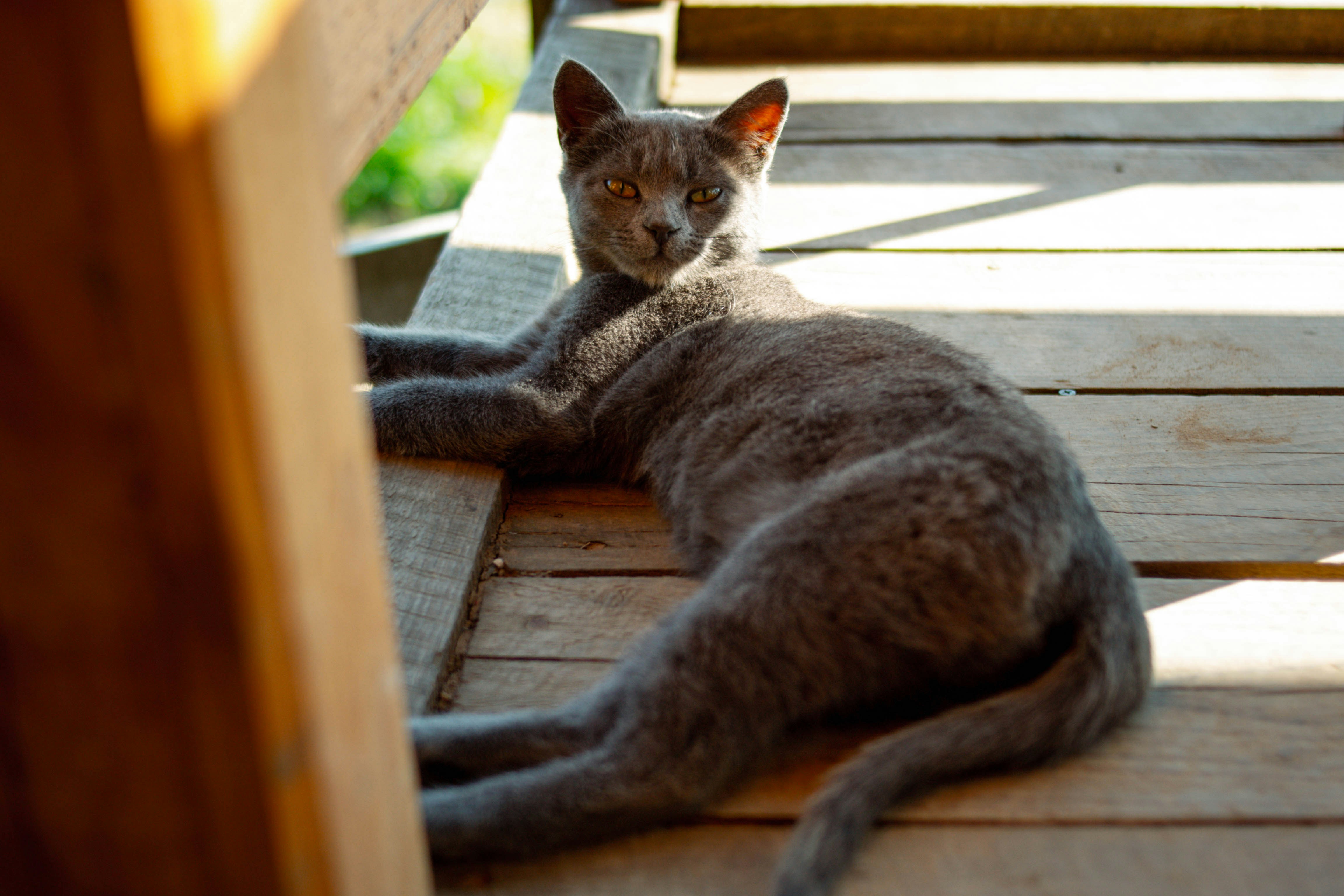 russian blue cat on brown wooden table