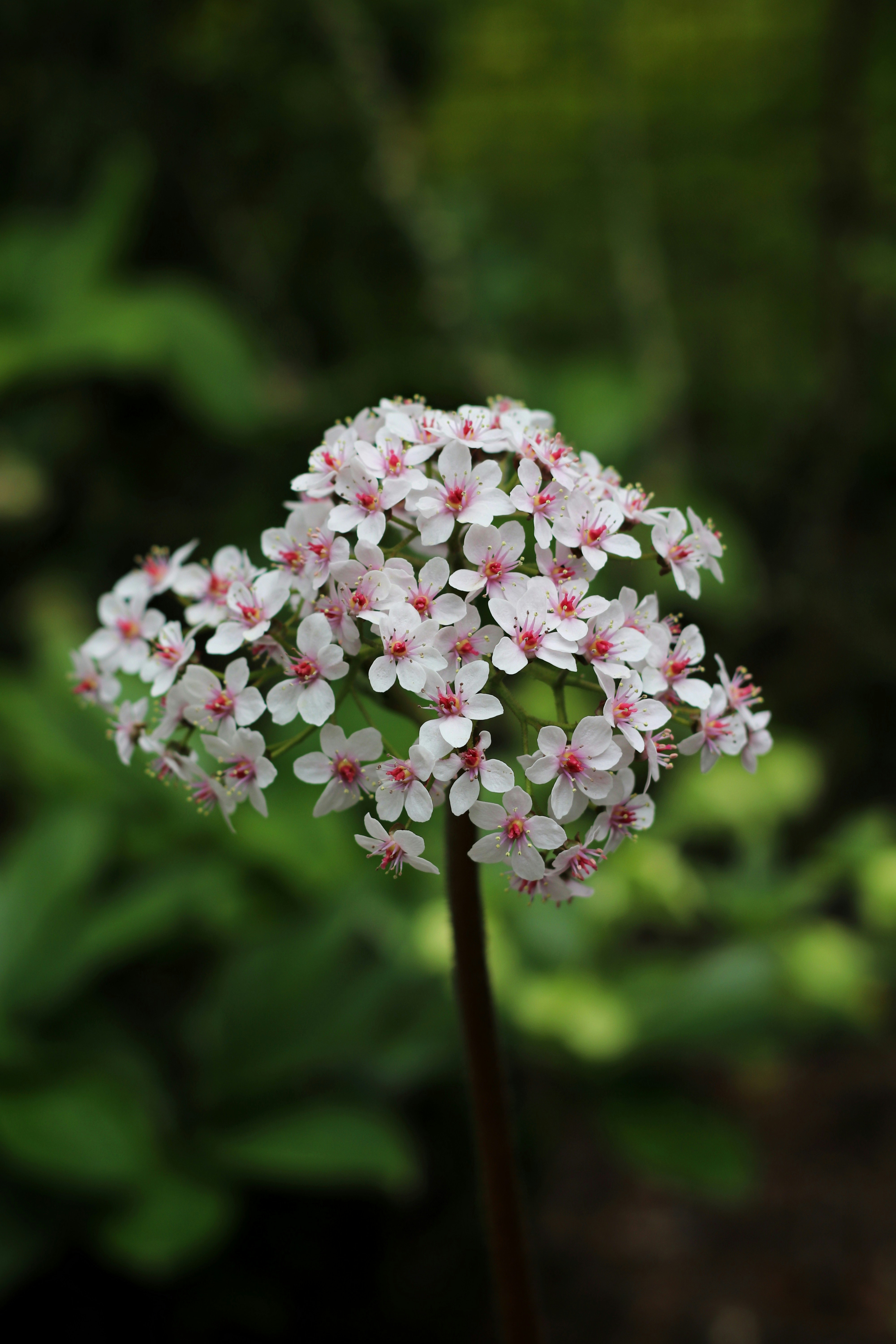 white and pink flower in tilt shift lens
