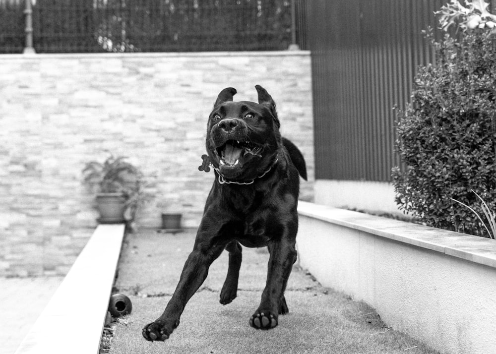 black short coat large dog on road in grayscale photography