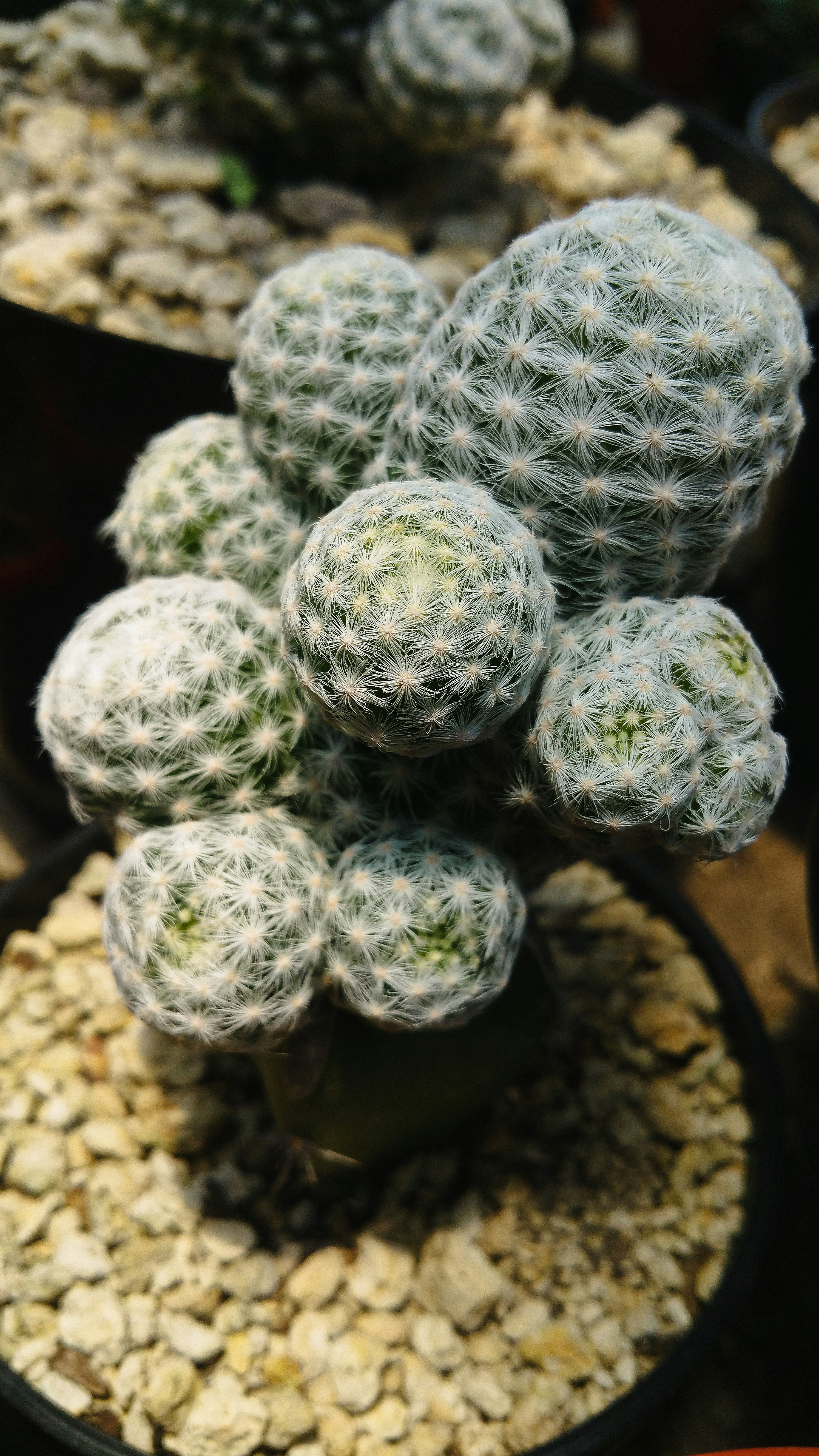 Photo by cactuscamila