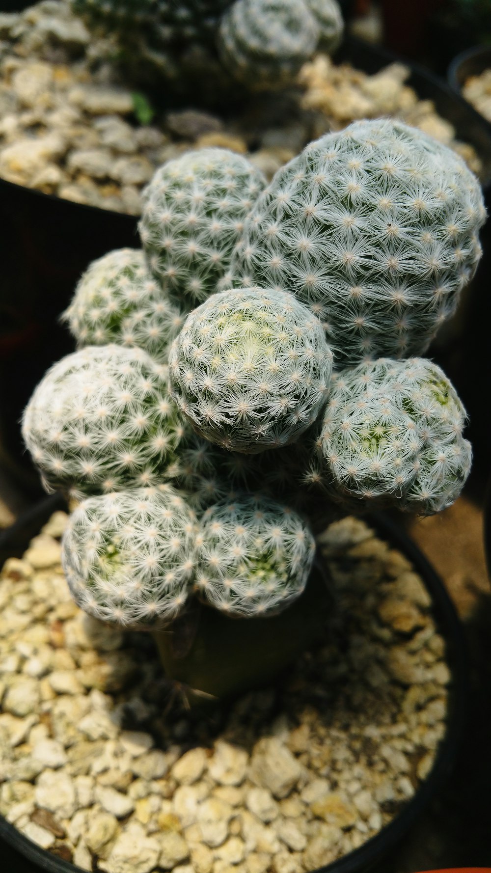 green cactus plant in close up photography