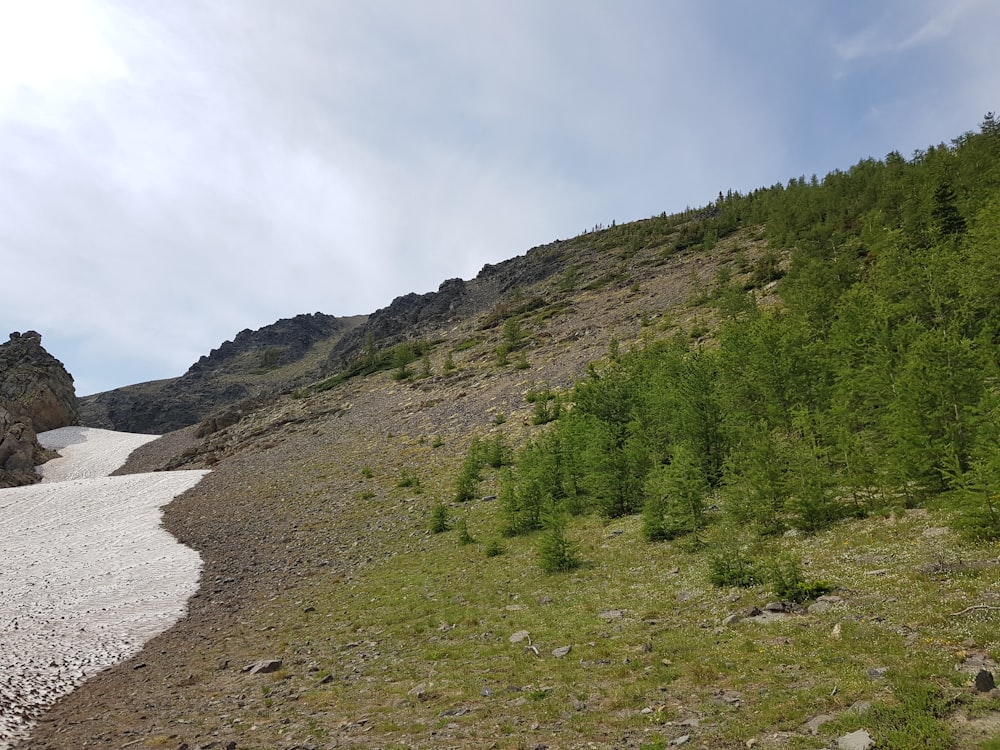 campo di erba verde e montagna