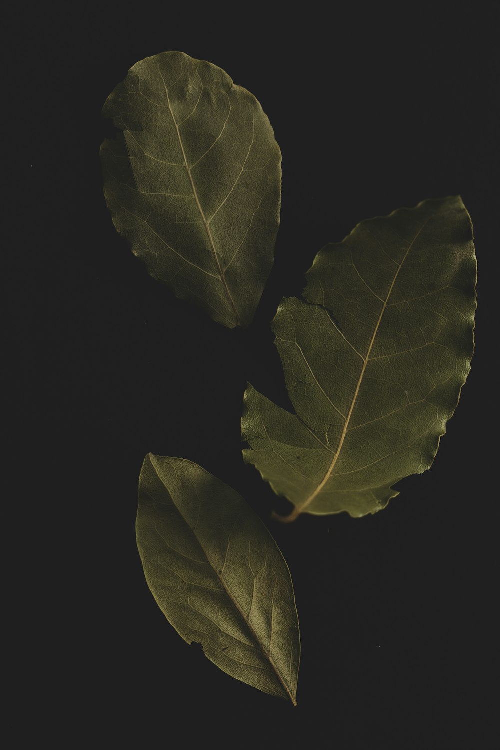 foglie verdi su sfondo nero