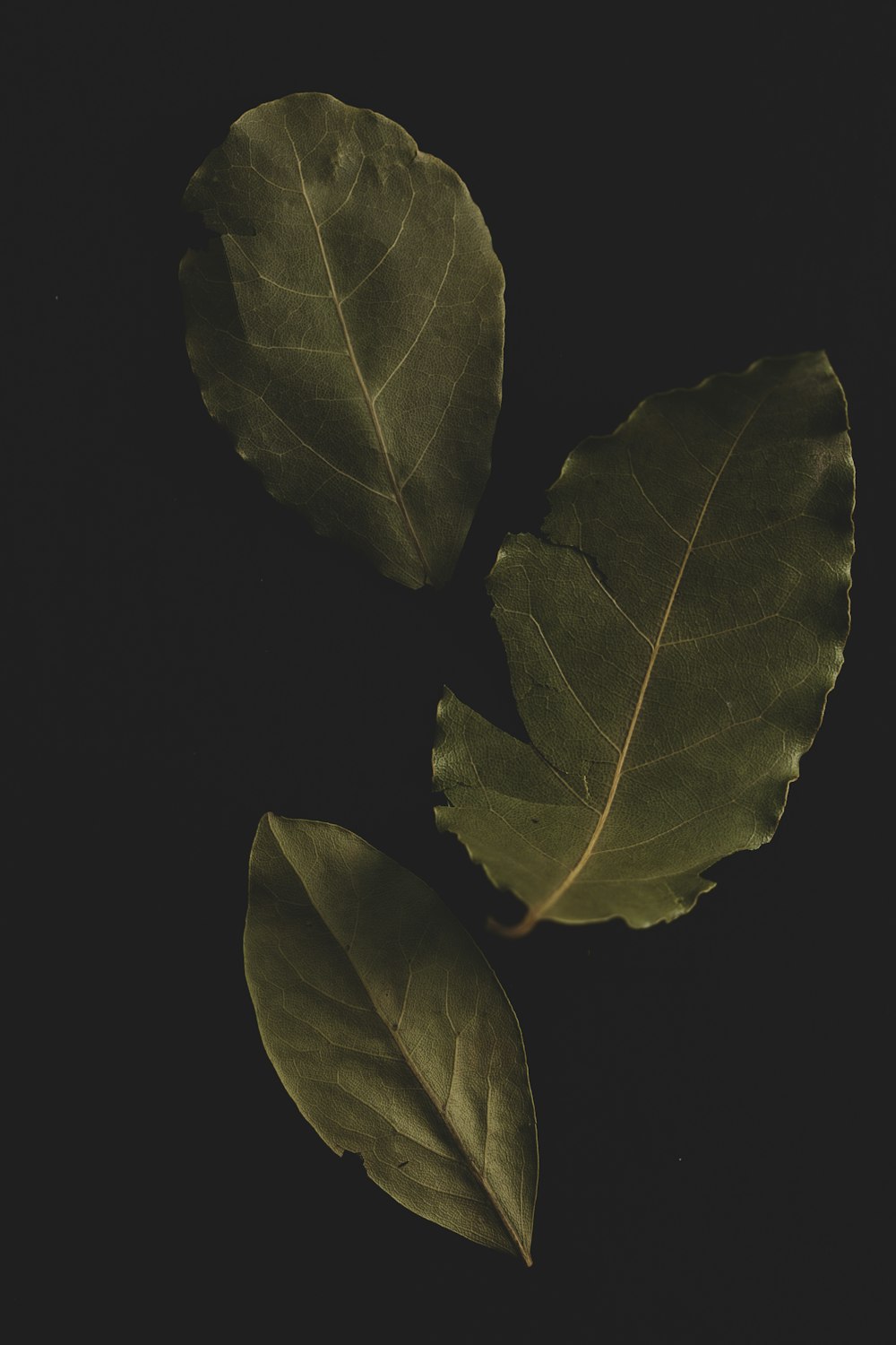 green leaves on black background