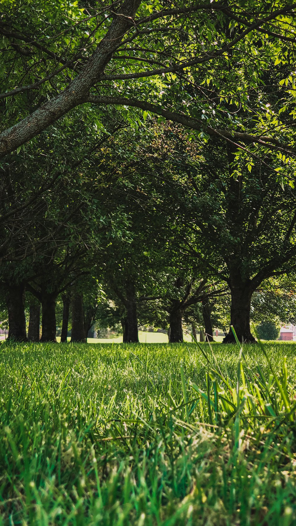 green grass field with trees