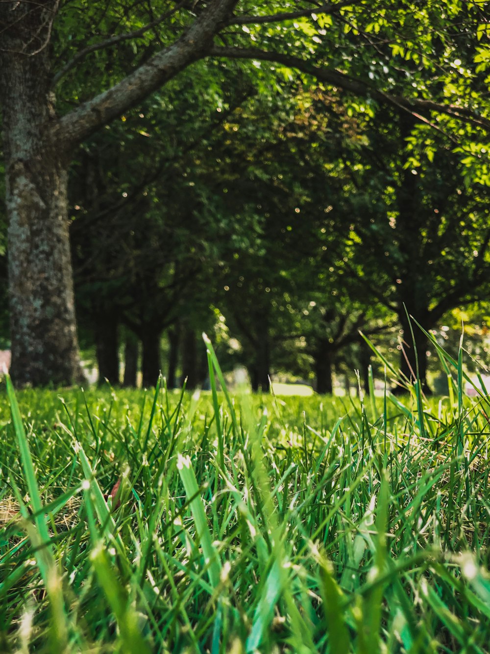 green grass field and trees during daytime