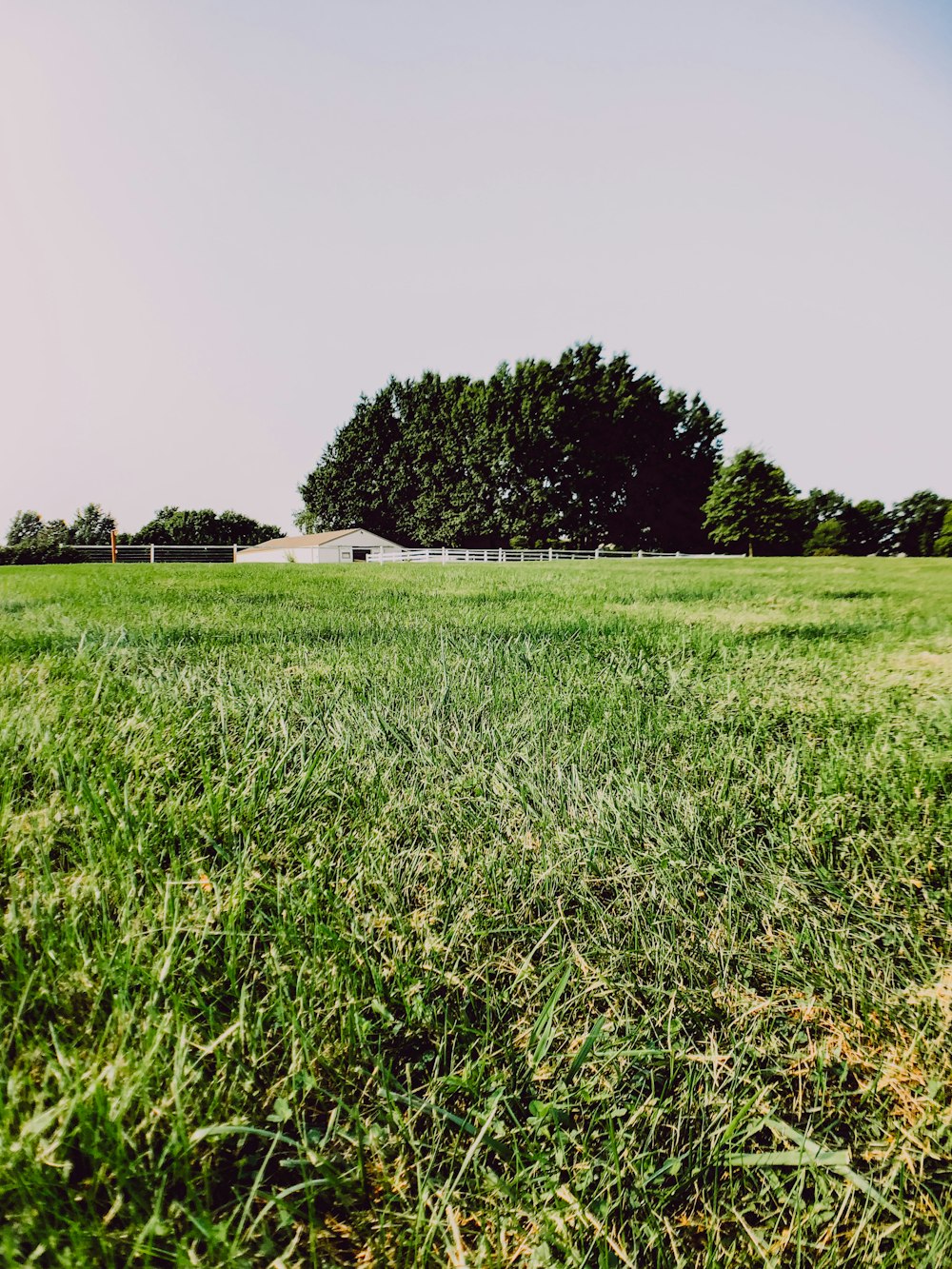 green grass field near green trees during daytime