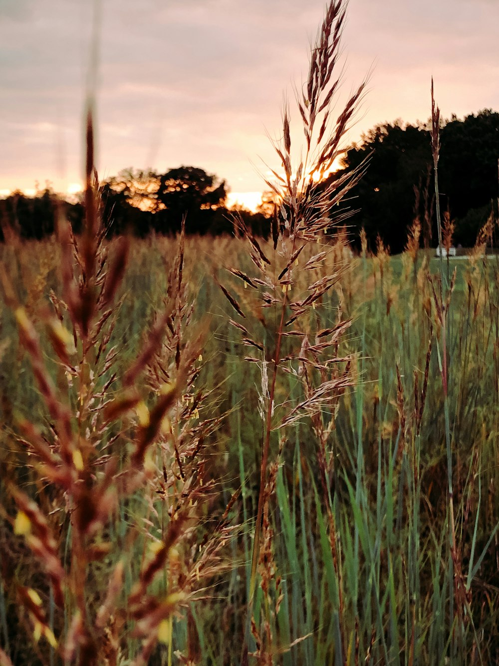 green grass field during daytime