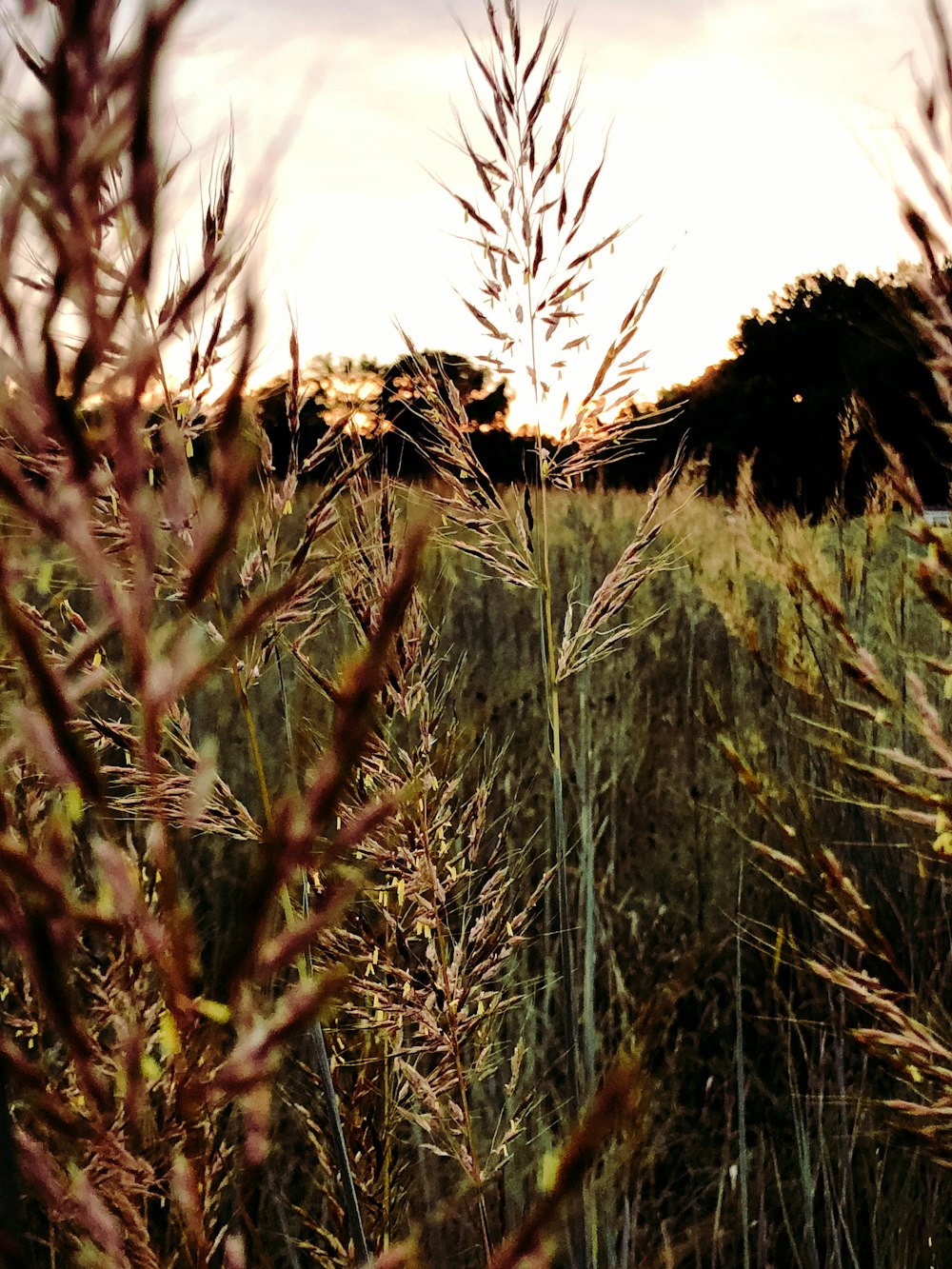 green grass field during daytime