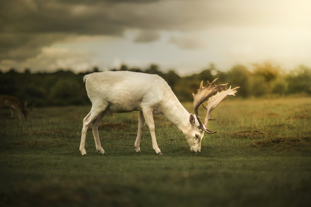 white deer on green grass field during daytime