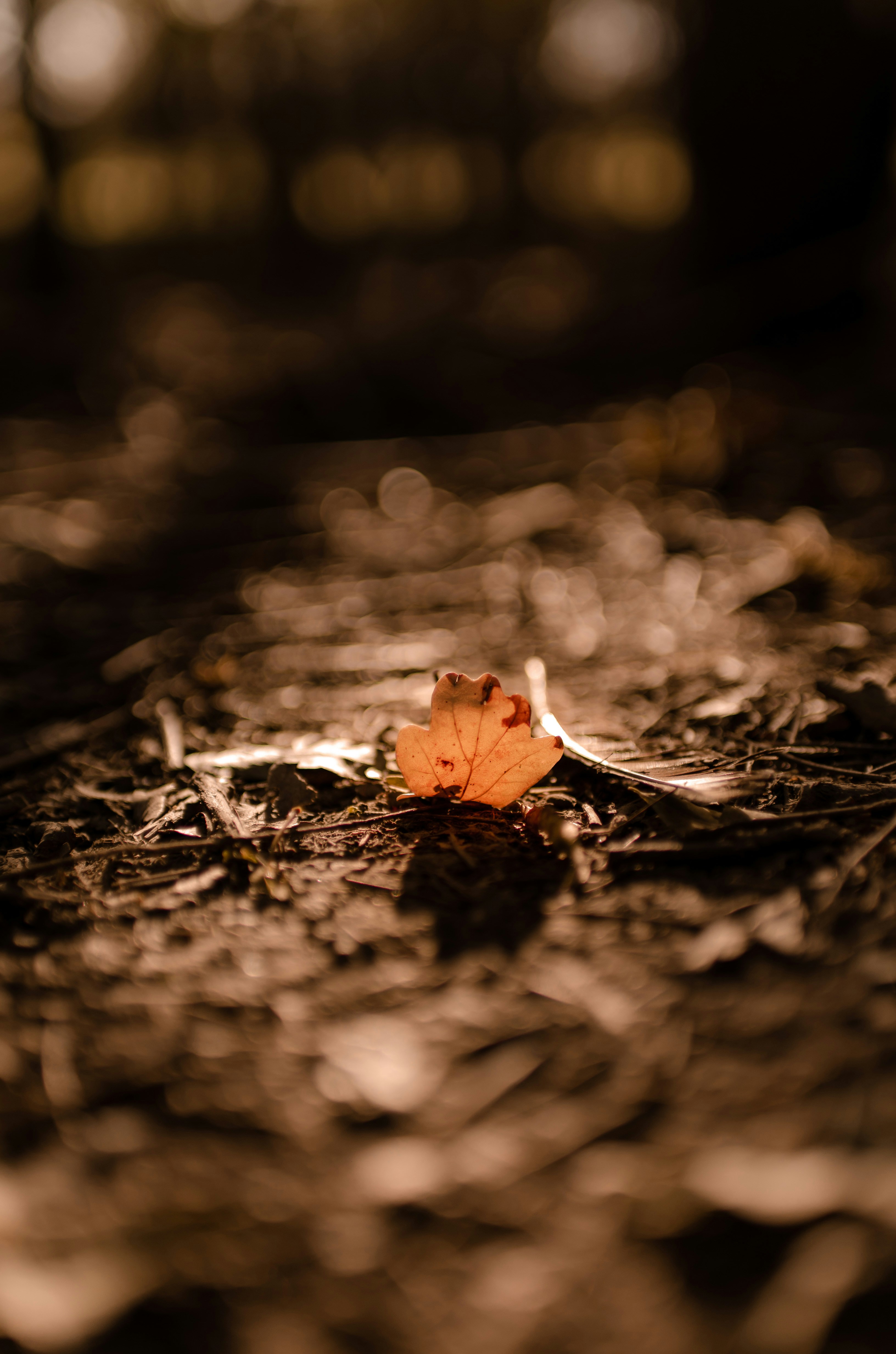 Photo by gamanalice3012
