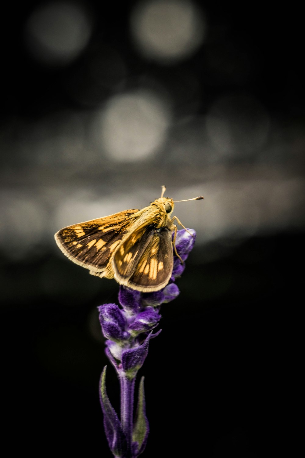 brown and black butterfly perched on purple flower in close up photography during daytime