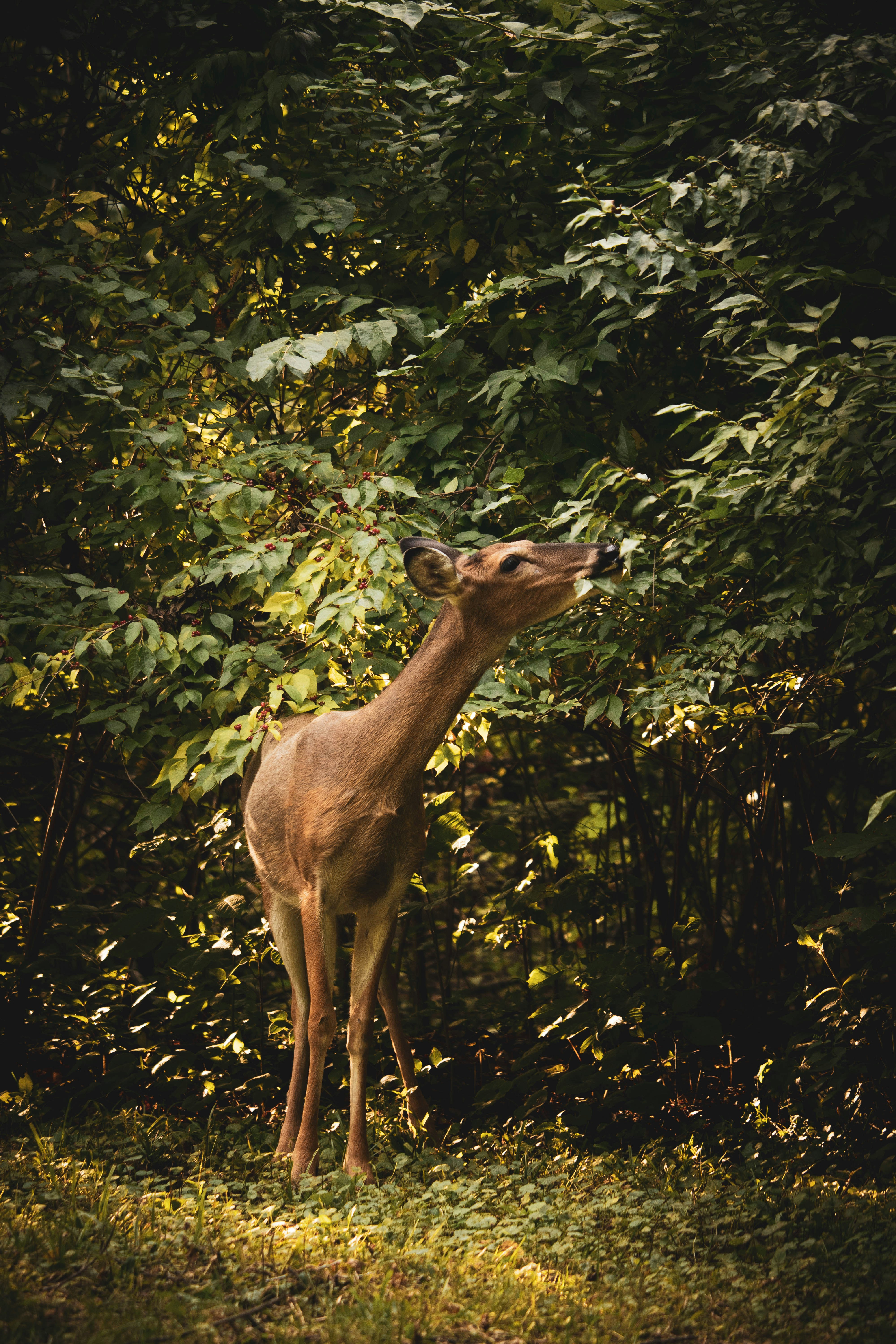 brown deer standing on green grass during daytime