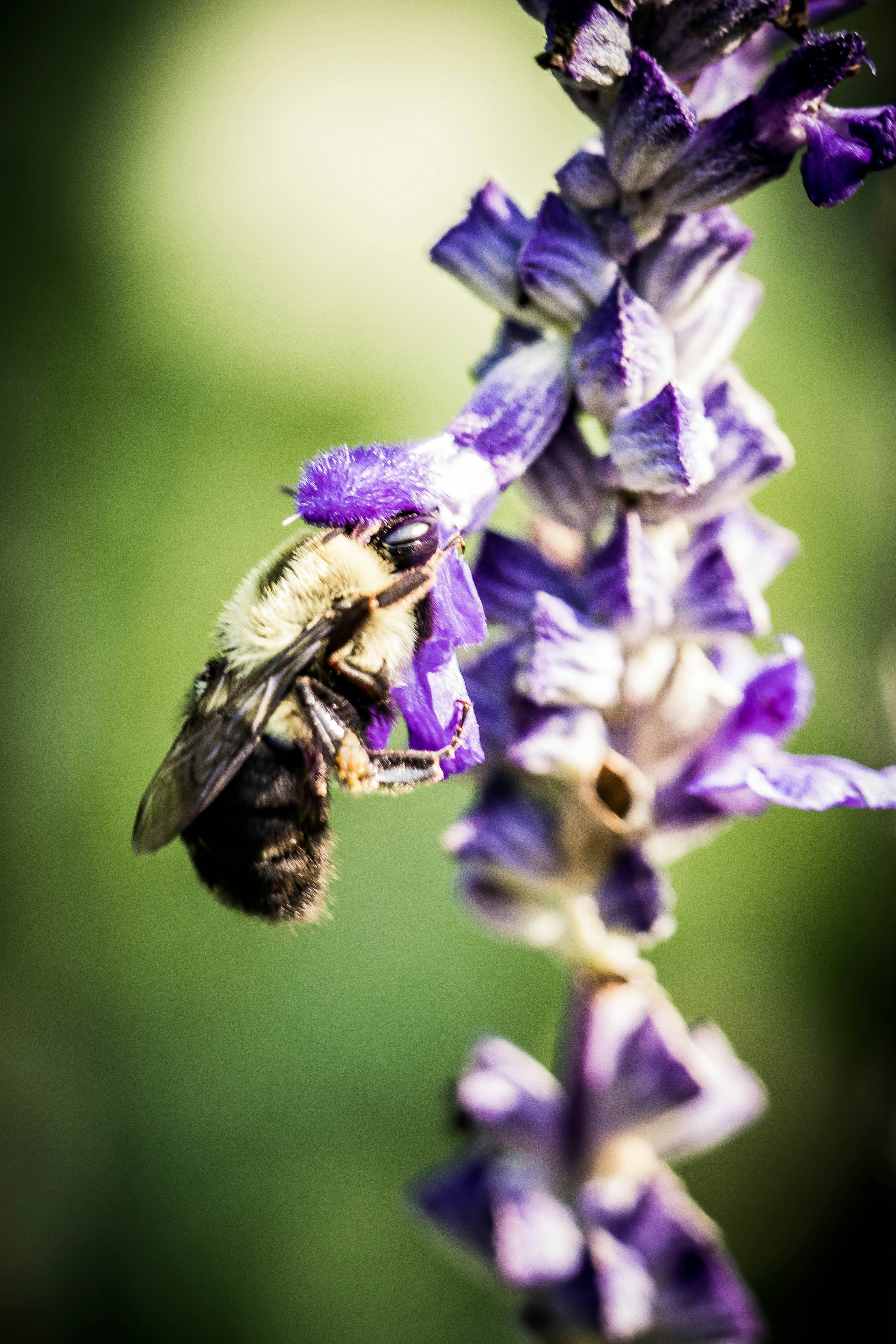 Photo by chrislevn07