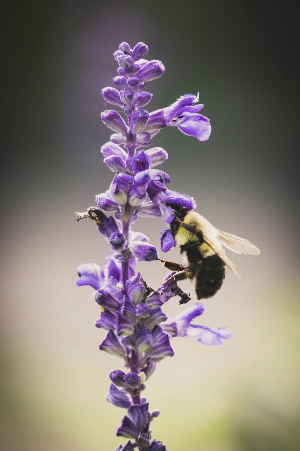 purple flower in macro lens