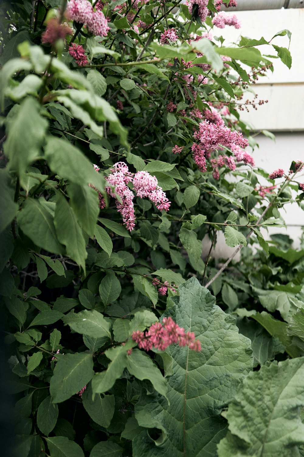 pink flowers with green leaves