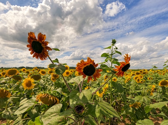 A vast field of sunflowers stretches towards the horizon, with numerous sunflowers in full bloom nodding under a partly cloudy sky. The tall sunflowers are vibrant with sunny yellow petals and dark centers, standing against the green foliage and a backdrop of blue sky with thick, white clouds.