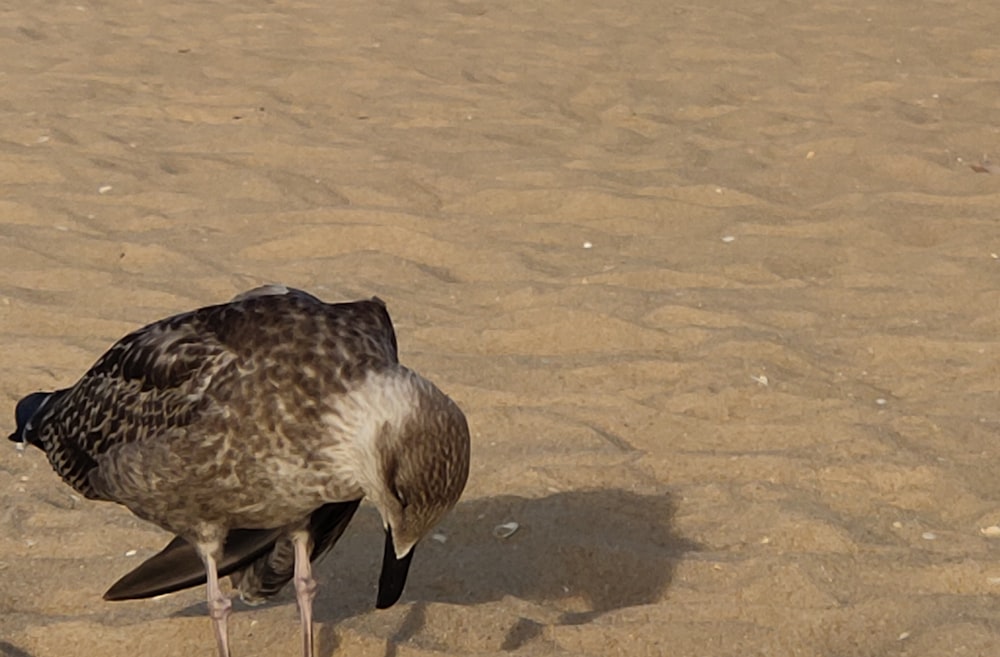 pato marrom e branco na areia marrom durante o dia