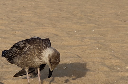brown and white duck on brown sand during daytime in Vilamoura Portugal