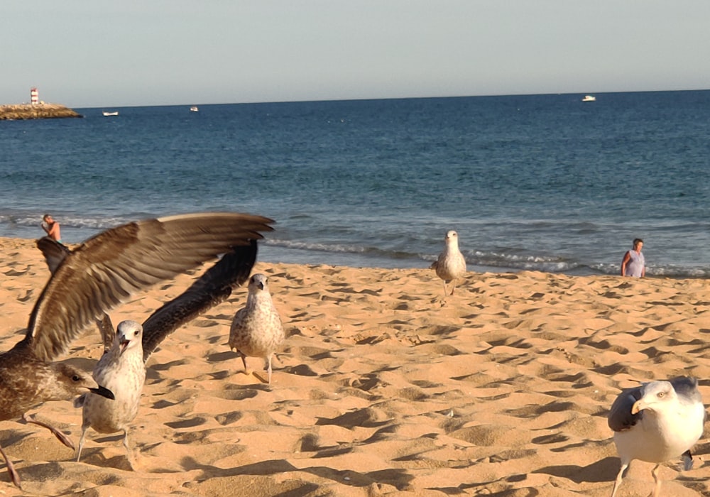pássaros brancos e marrons na praia durante o dia