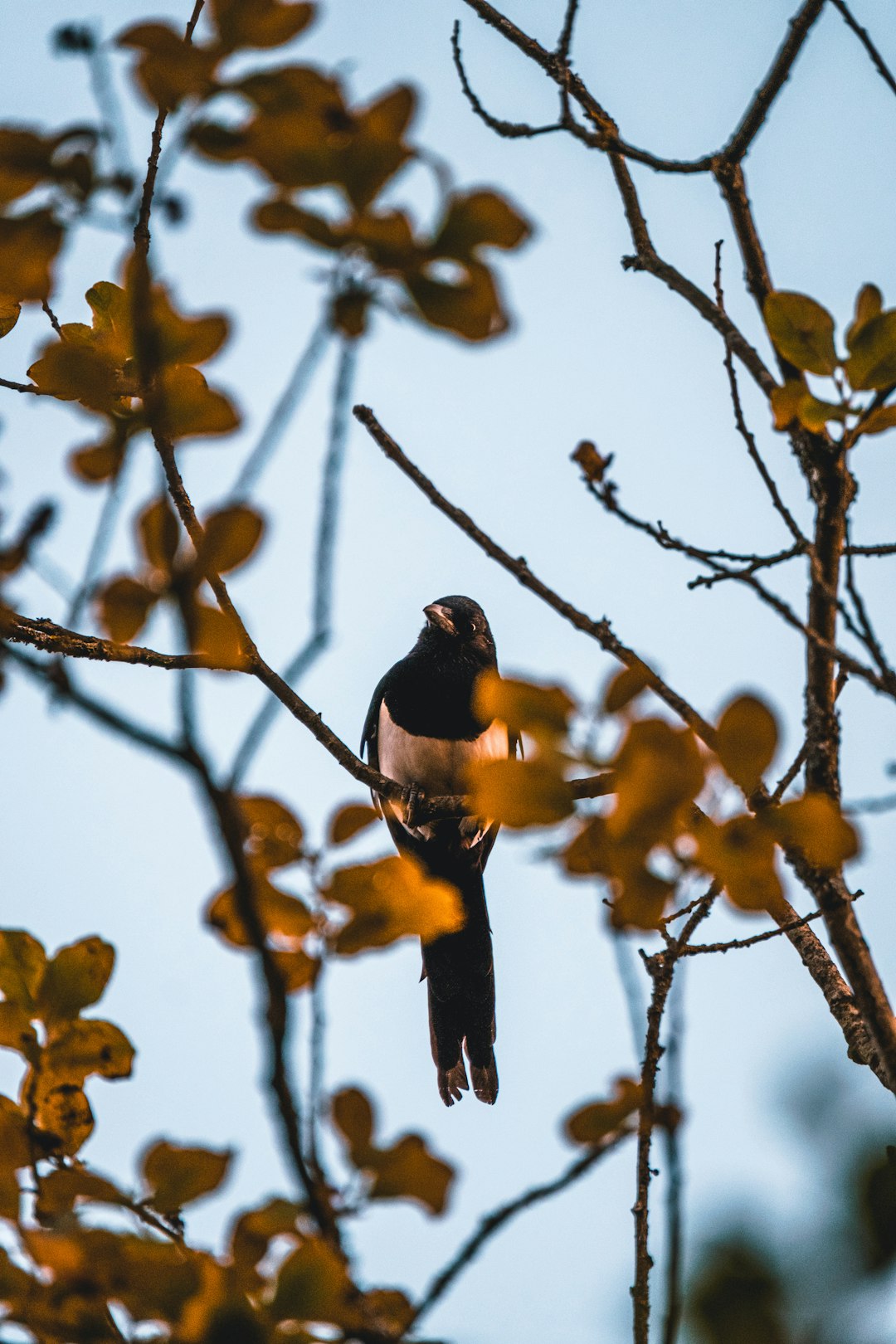 black and brown bird on brown tree branch during daytime