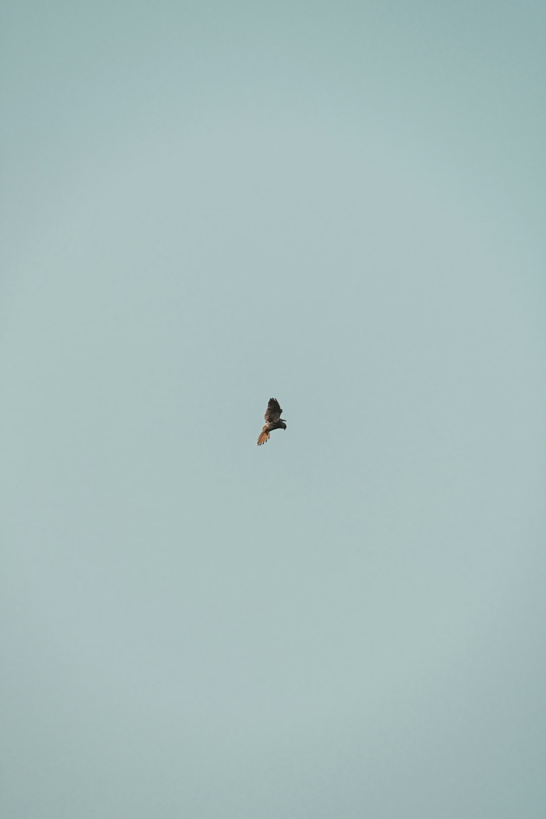 black bird flying on sky